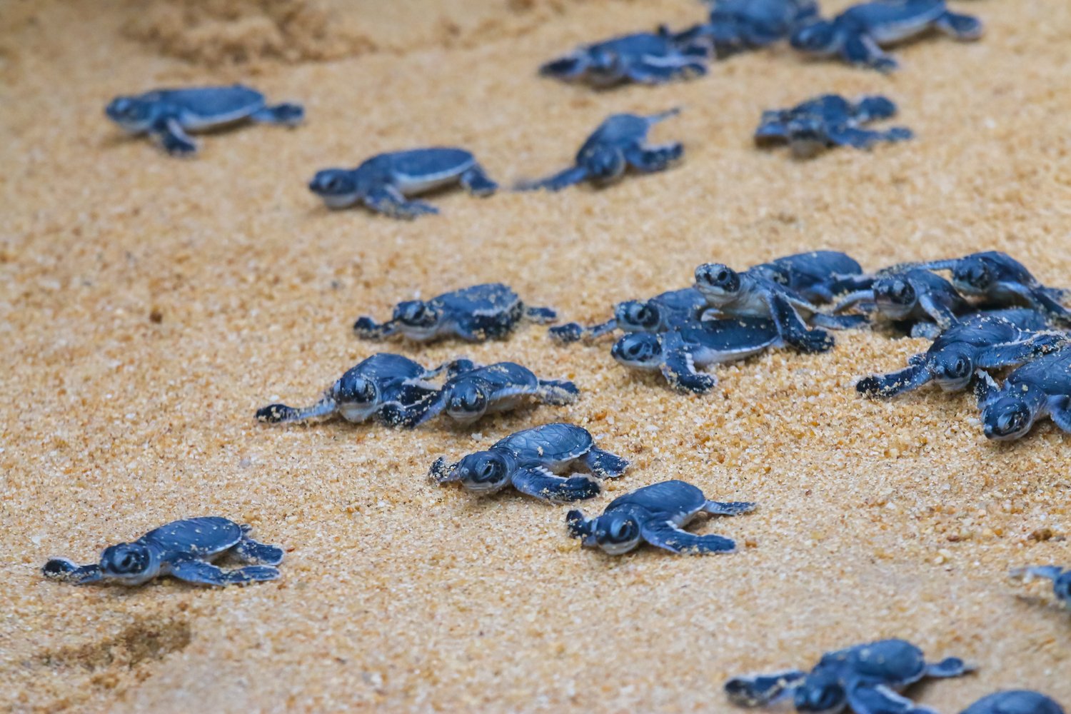 One Day Tour - Gems, Forts & Turtles Tours